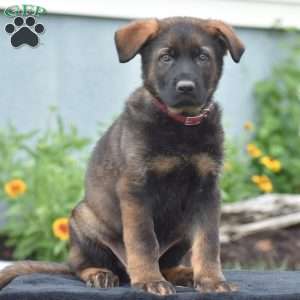 Mack, German Shepherd Puppy
